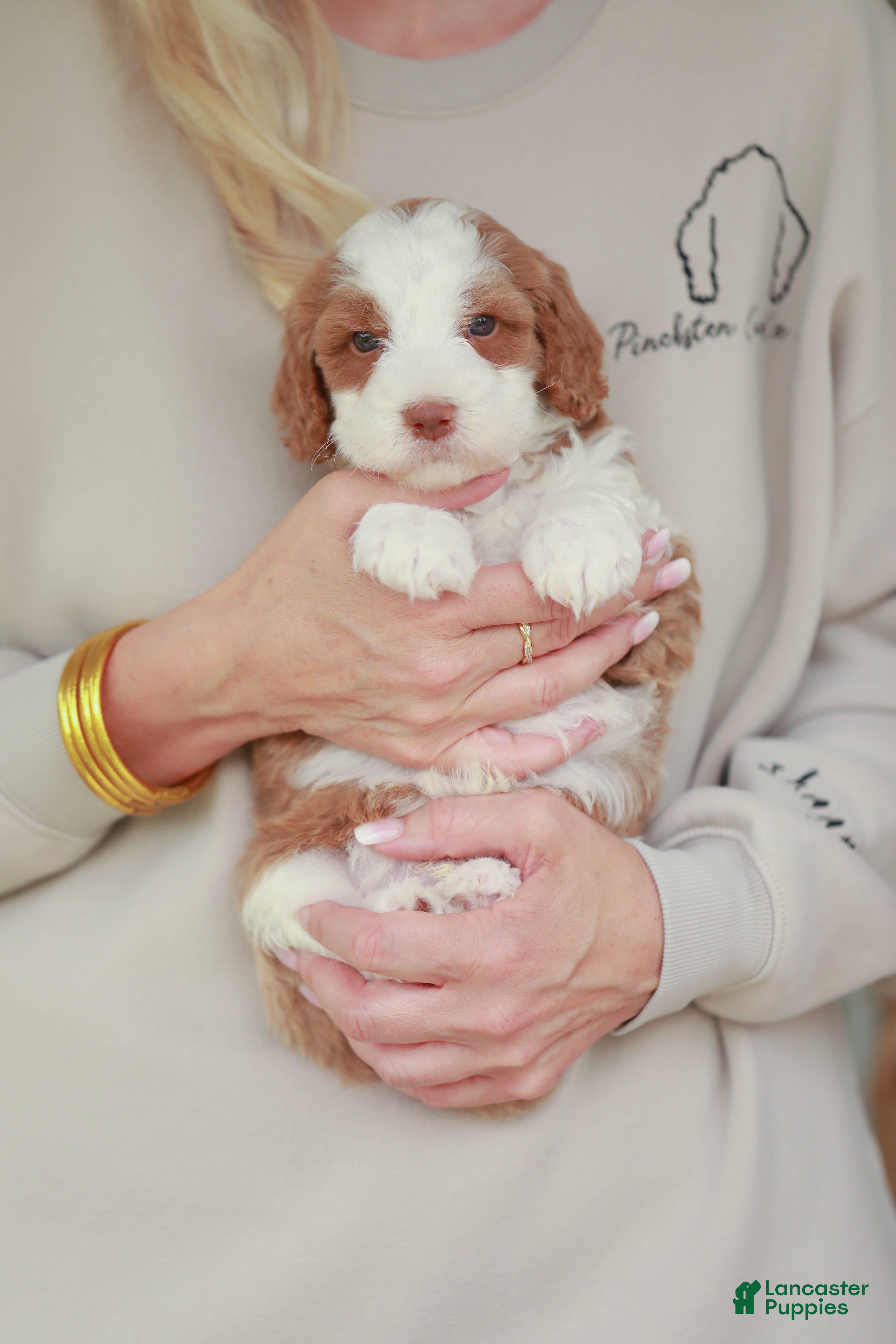 Bernedoodle dogs Slugger - Ad 1