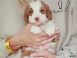 Bernedoodle dogs Slugger - Ad 19