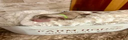Miniature Dachshund dogs for sale: Alder - Ad 7