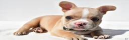 French Bulldog dogs for sale: Harley - Ad 3