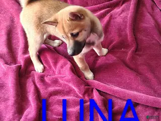 Shiba Inu dogs Shiba Inu Puppy 3 - Ad 35