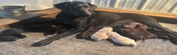 Labrador Retriever dogs for sale:  Ember - Ad 11