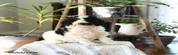 Standard Poodle dogs for sale: Dollie - Ad 4