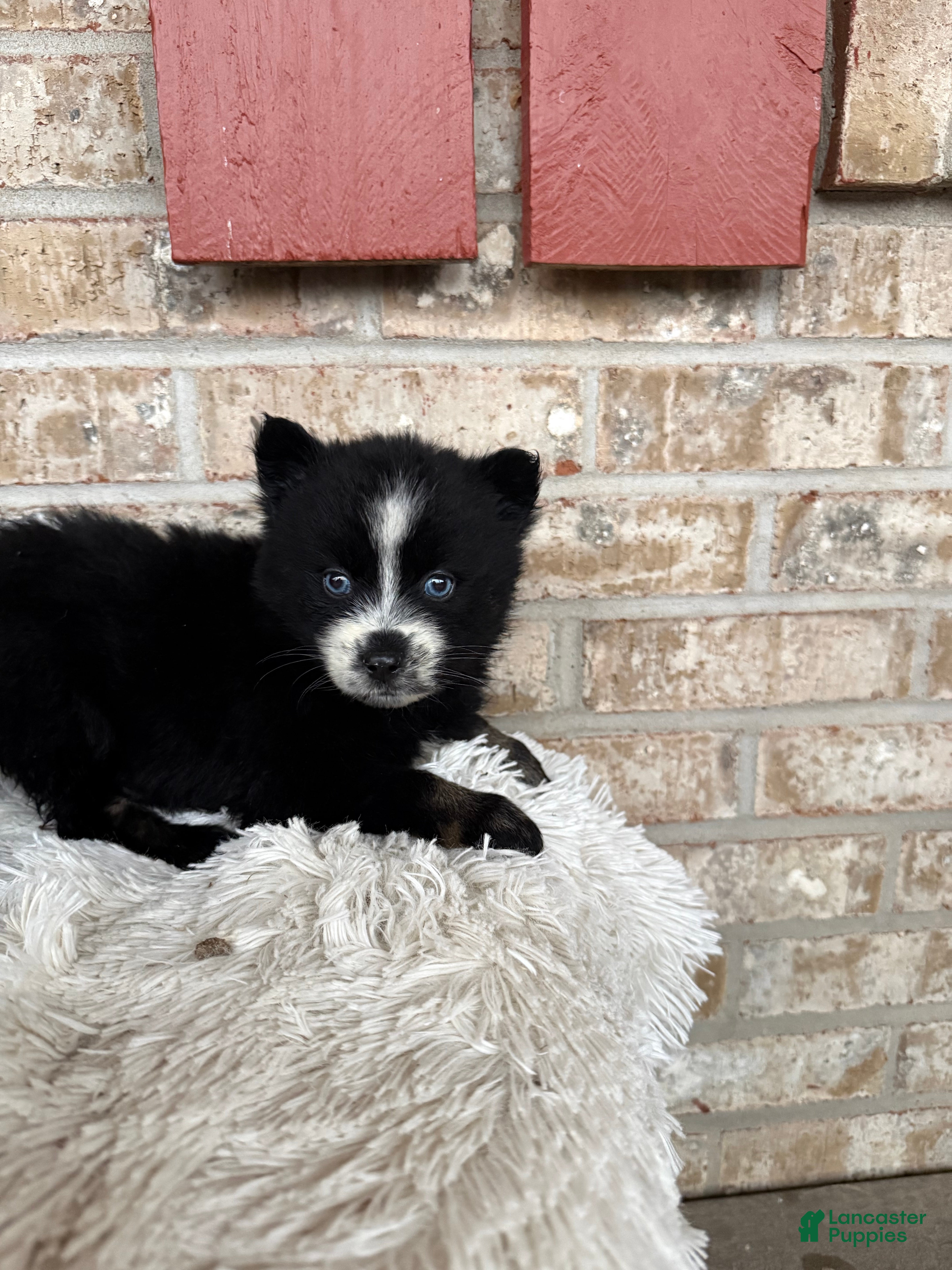 Pomsky dogs Polly - Ad 4