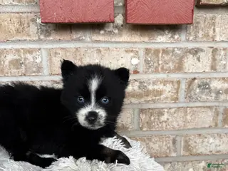 Pomsky dogs Polly - Ad 4