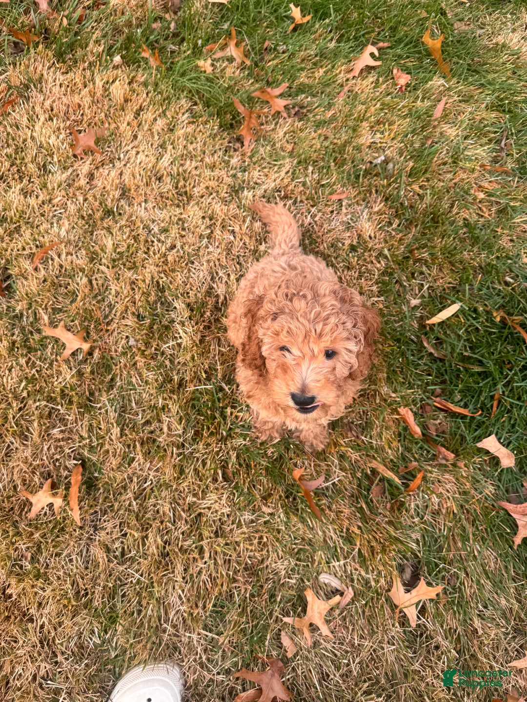 Toy Poodle dogs for sale: Ramses - Ad 8