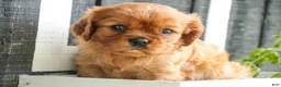 Cavalier King Charles Spaniel dogs for sale: Gemma Cavalier King Charles Spaniel  - Ad 2
