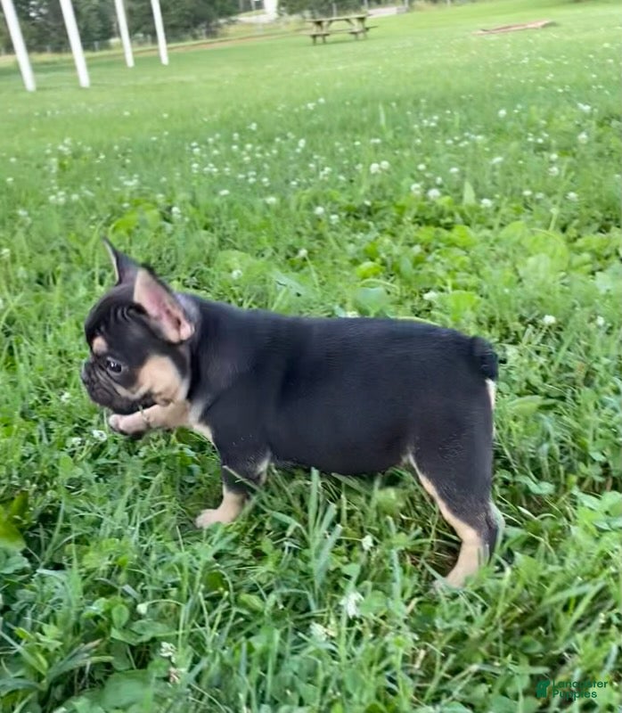 French Bulldog dogs Midnight-frenchie - Ad 1