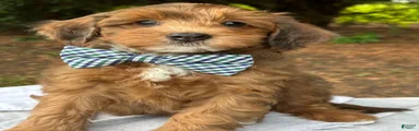 Spencer-Golden Mountain Doodle