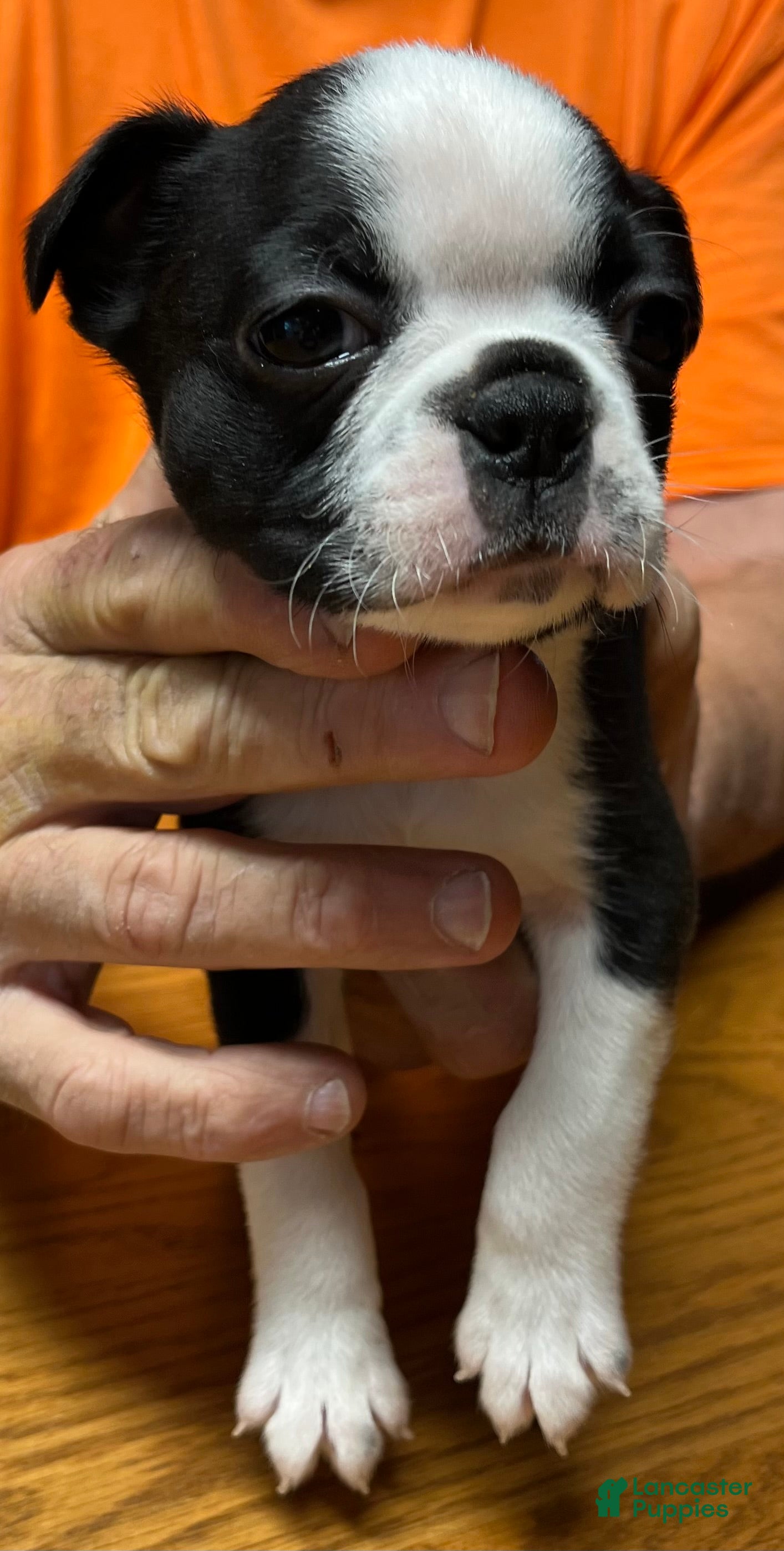 Boston Terrier dogs Boston Terrier 5 - Henry  - Ad 1