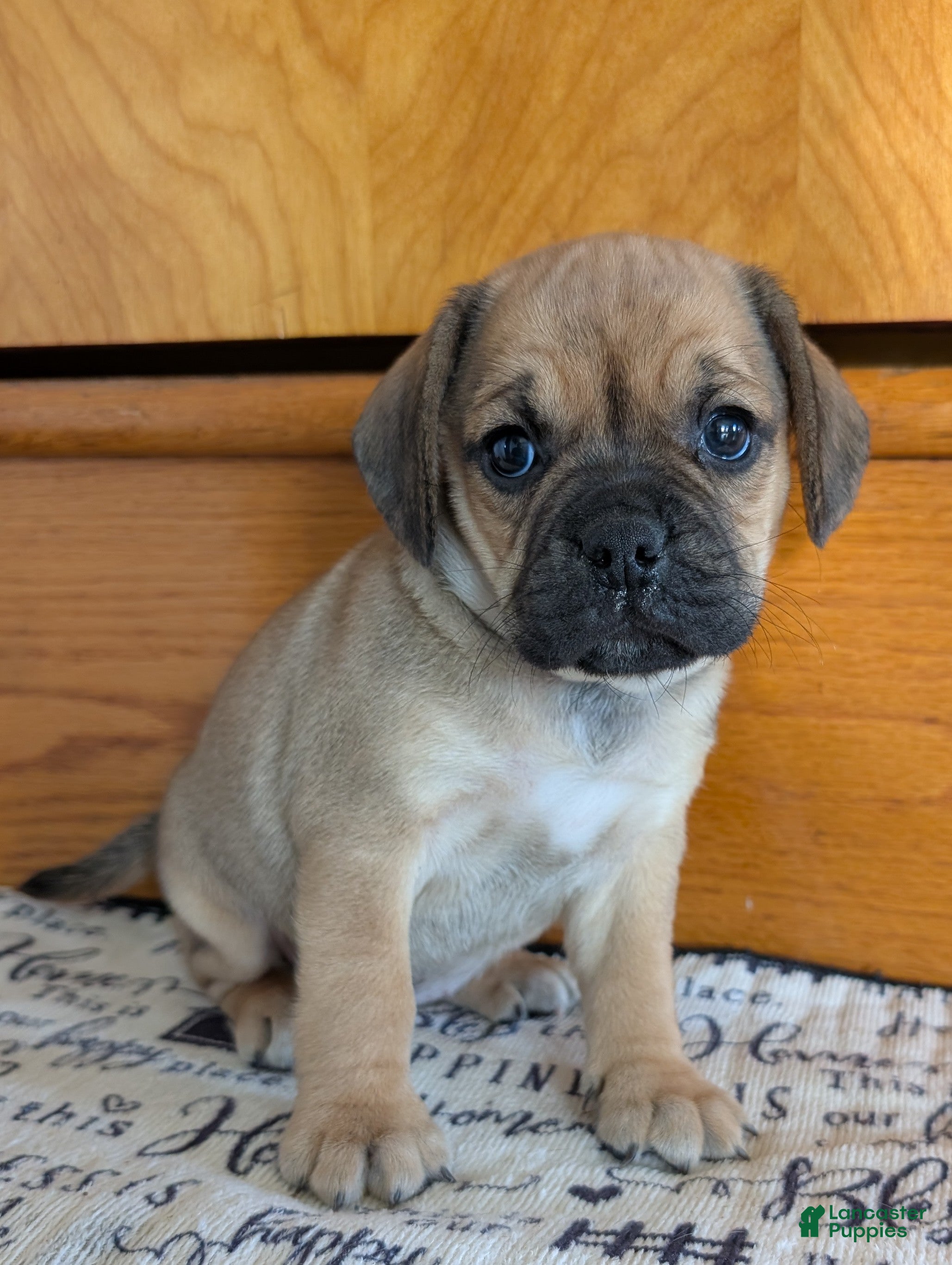 Puggle dogs Kandi  - Ad 1