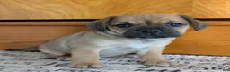 Puggle dogs for sale: Kandi  - Ad 1