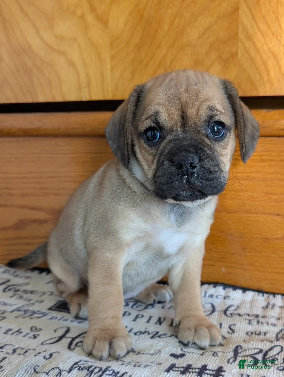 Puggle dogs for sale: Kandi  - Ad 1