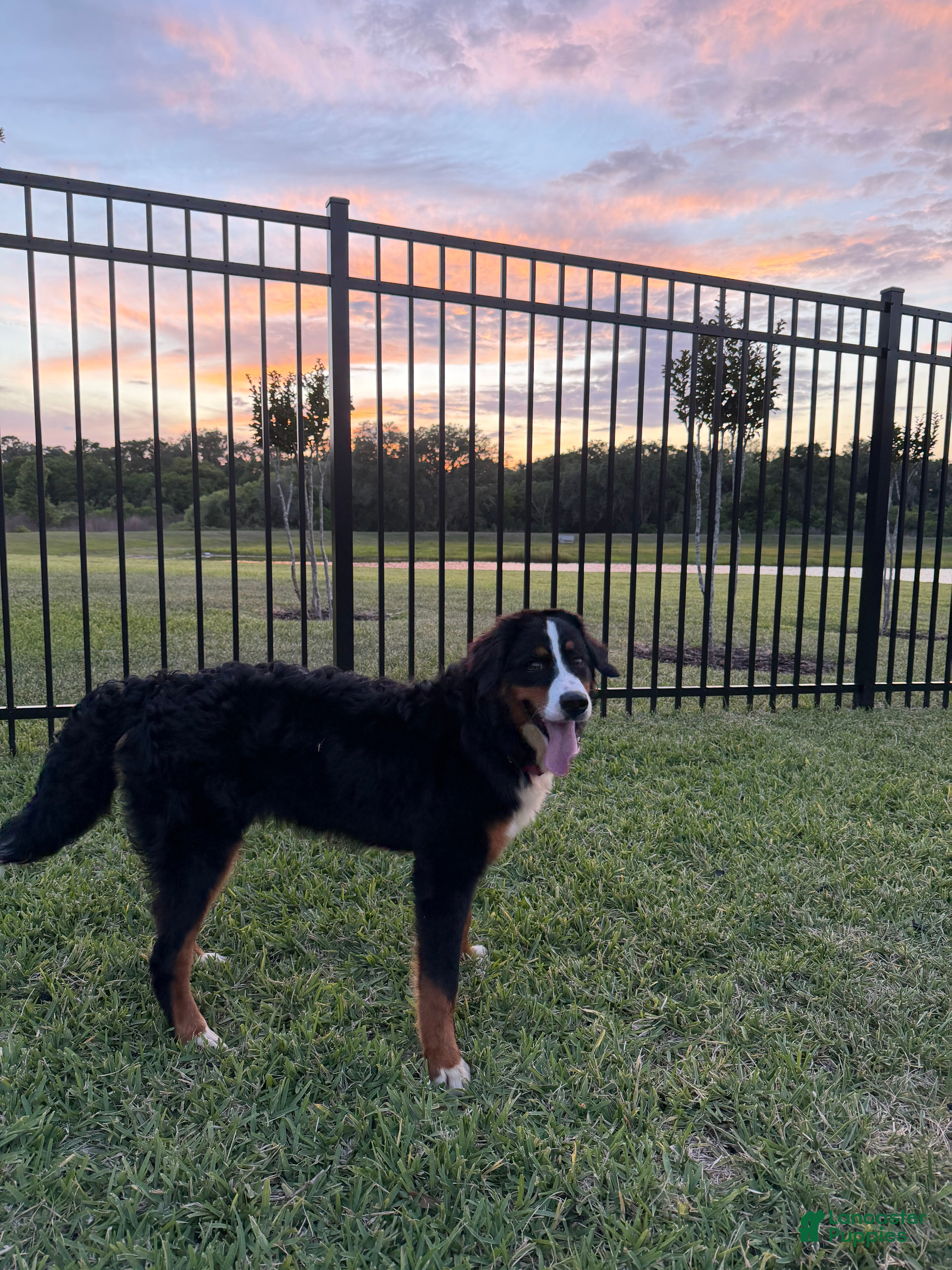 Bernese Mountain Dog dogs Bernese Mountain Dog Puppy 1 - Ad 3