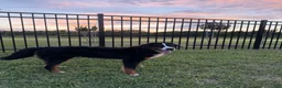 Bernese Mountain Dog dogs for sale: Bernese Mountain Dog Puppy 1 - Ad 1