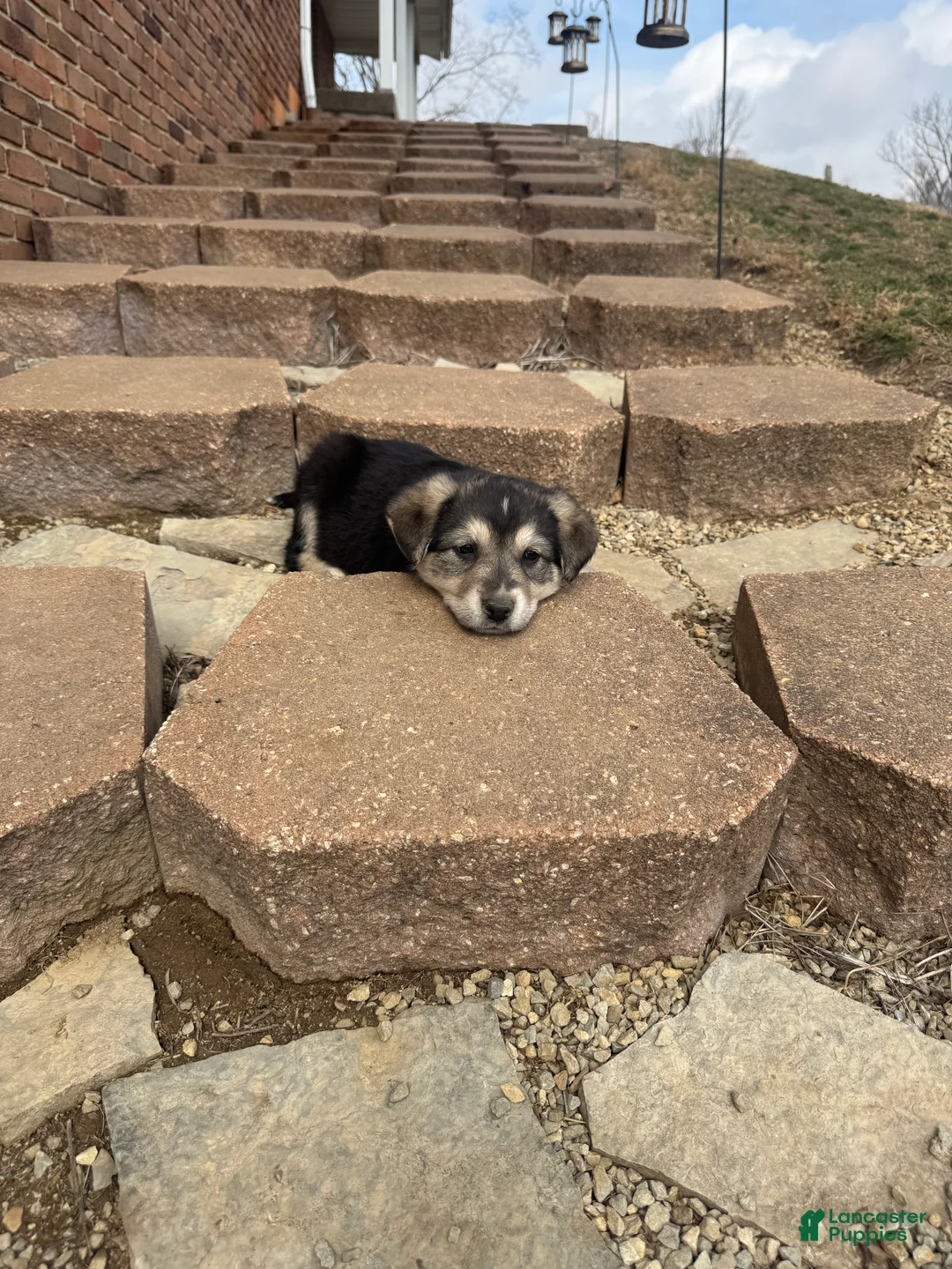 Mixed Breed dogs for sale: Dumpling - Ad 3