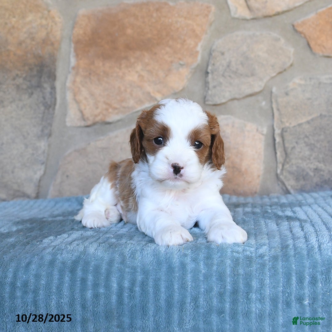 Cavapoo dogs for sale: Finley - Ad 8