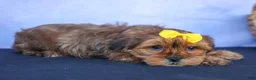 Shorkie dogs for sale: RANDY - Ad 6