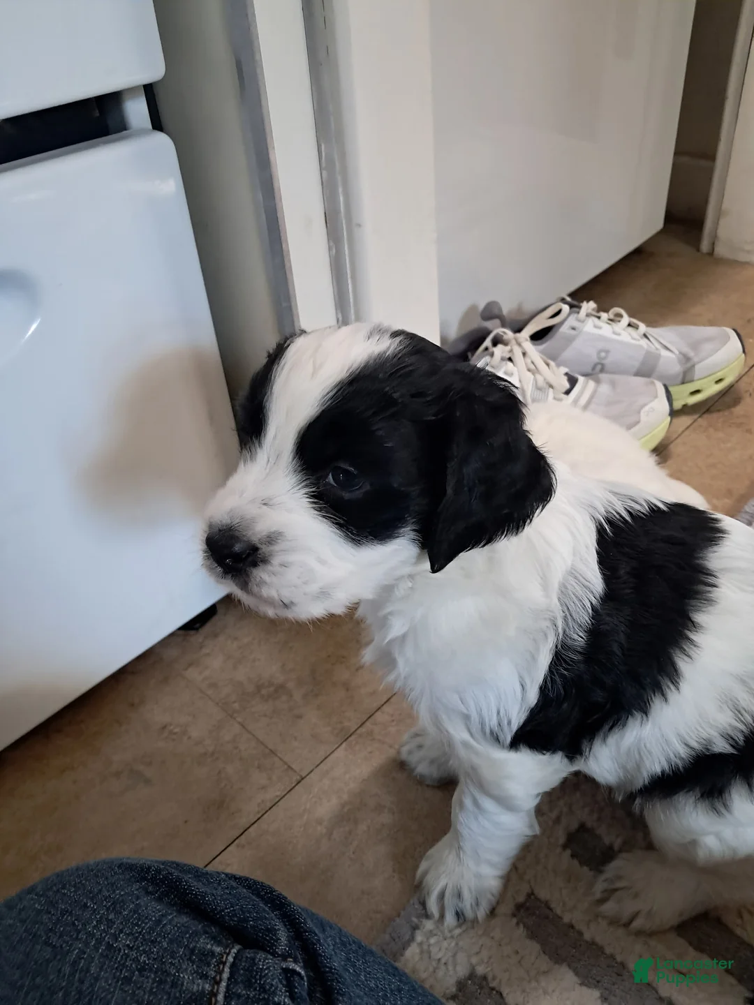 Double Doodle dogs for sale: Angus - Ad 1