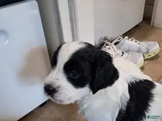 Double Doodle dogs for sale: Angus - Ad 1