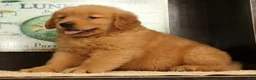 Golden Retriever dogs for sale: Harry - Ad 7