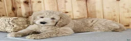 Goldendoodle dogs for sale: Candi - Ad 6