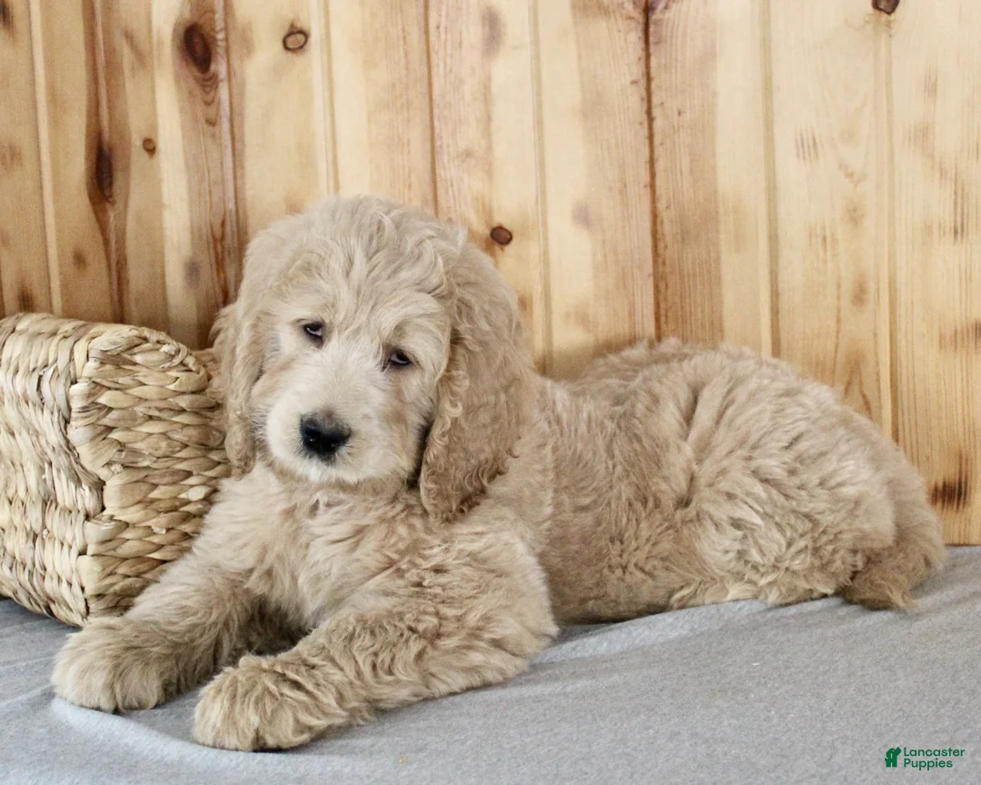 Goldendoodle dogs for sale: Candi - Ad 6