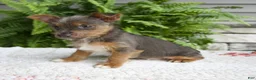 Yorkshire Terrier dogs for sale: Tinker - Ad 4