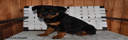 Rottweiler dogs for sale: Buster - Ad 2