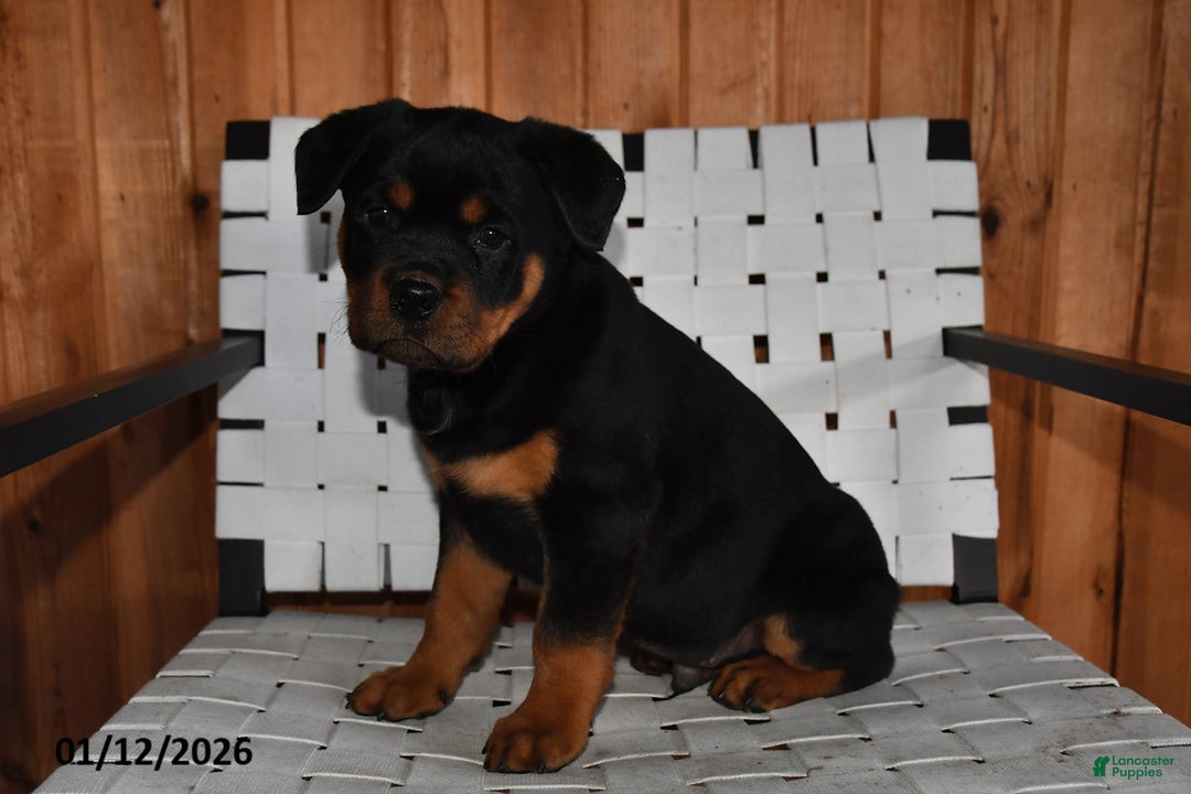 Rottweiler dogs for sale: Buster - Ad 2