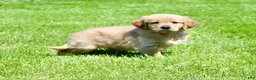Golden Retriever dogs for sale: Cookie - Ad 5