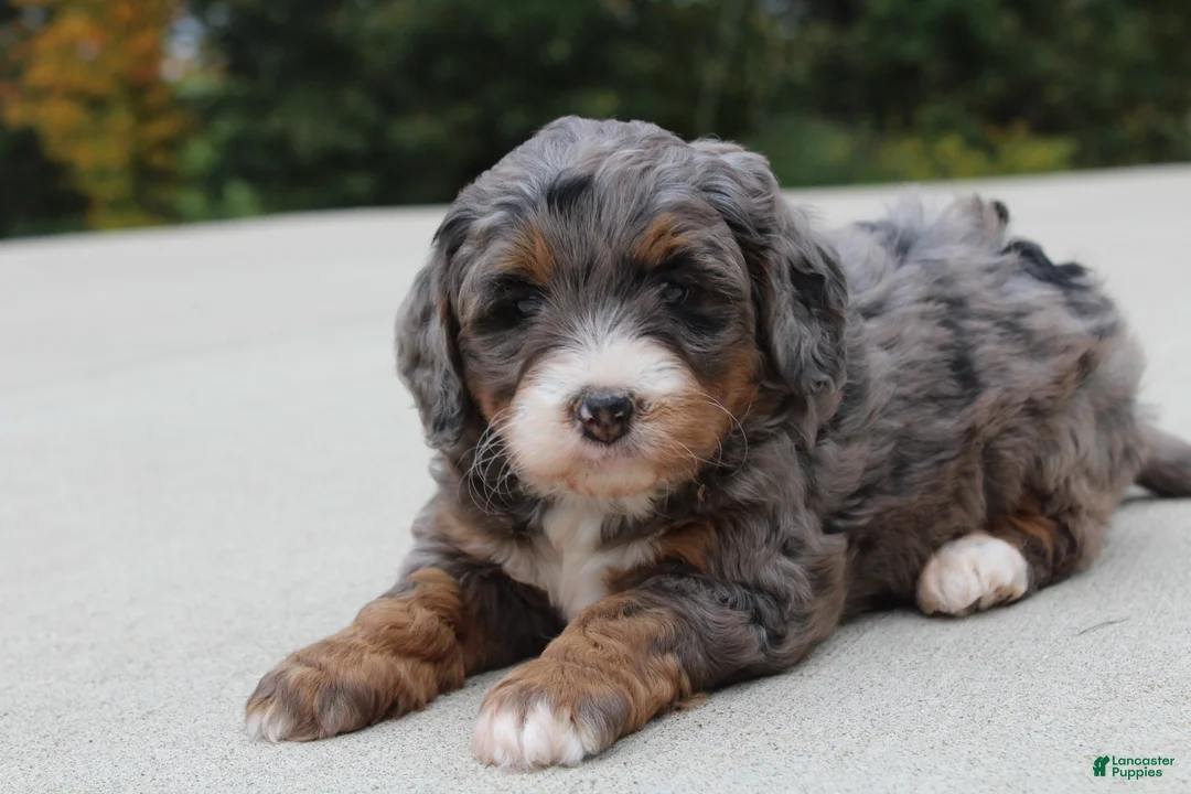 Mini Bernedoodle dogs for sale: Autumn  - Ad 4