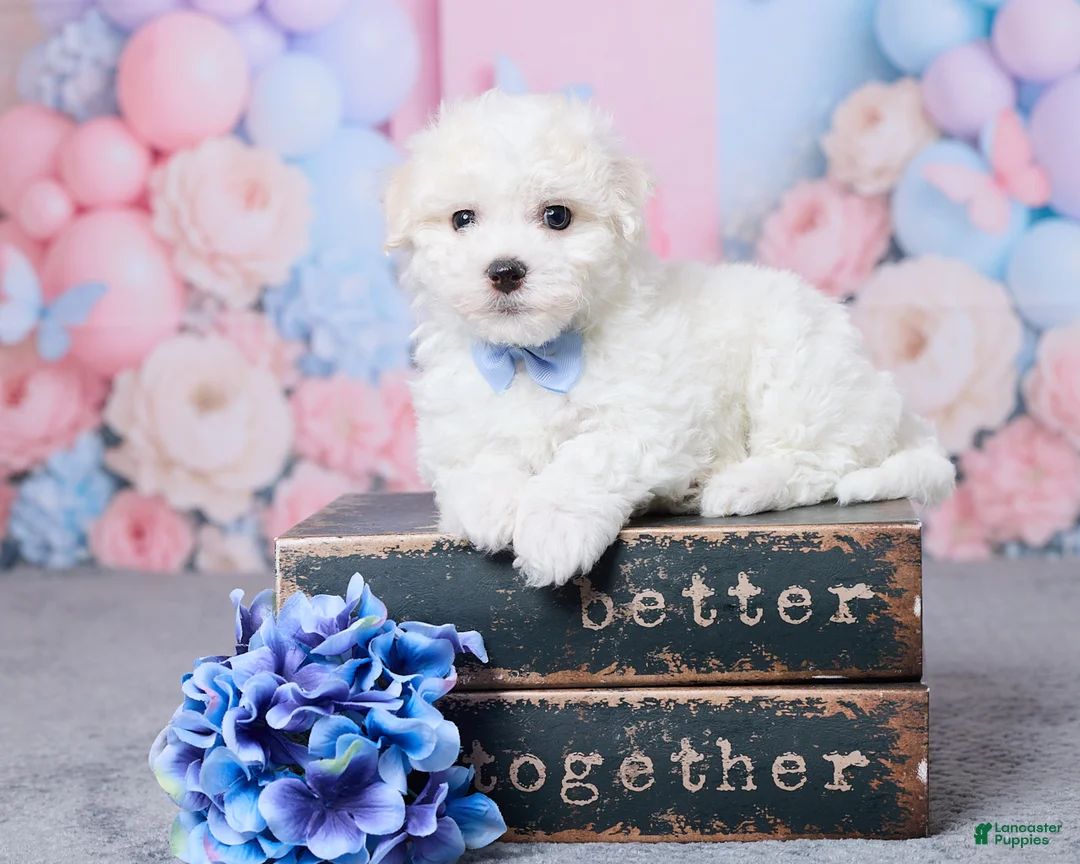 Bichon Frise dogs for sale: Jax - Ad 1