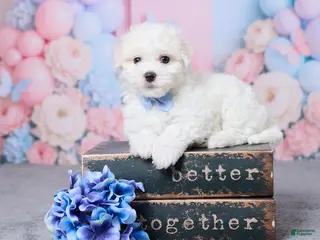 Bichon Frise dogs for sale: Jax - Ad 4