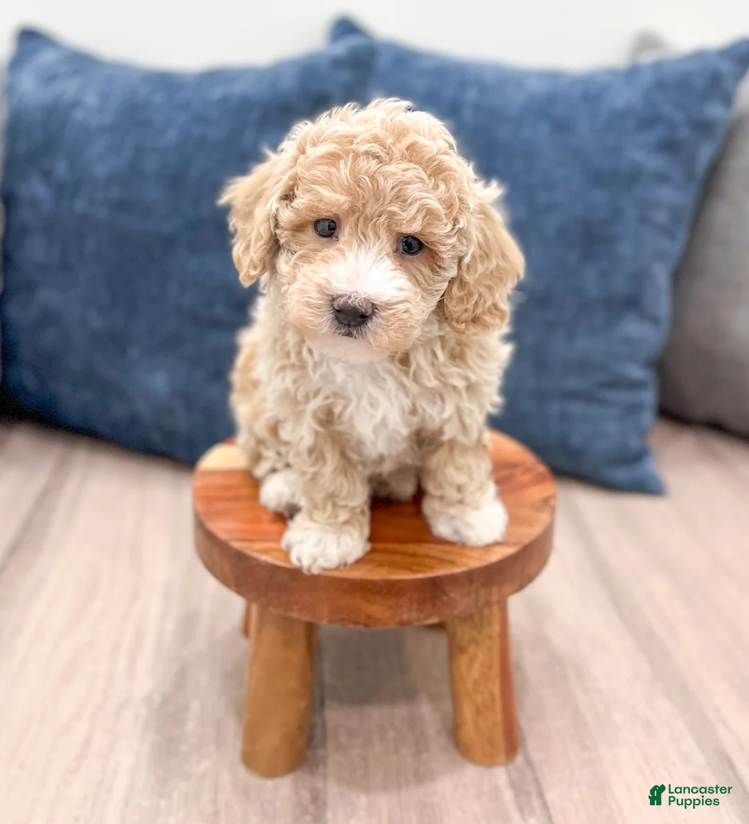 Bichpoo dogs for sale: Roscoe - Ad 2