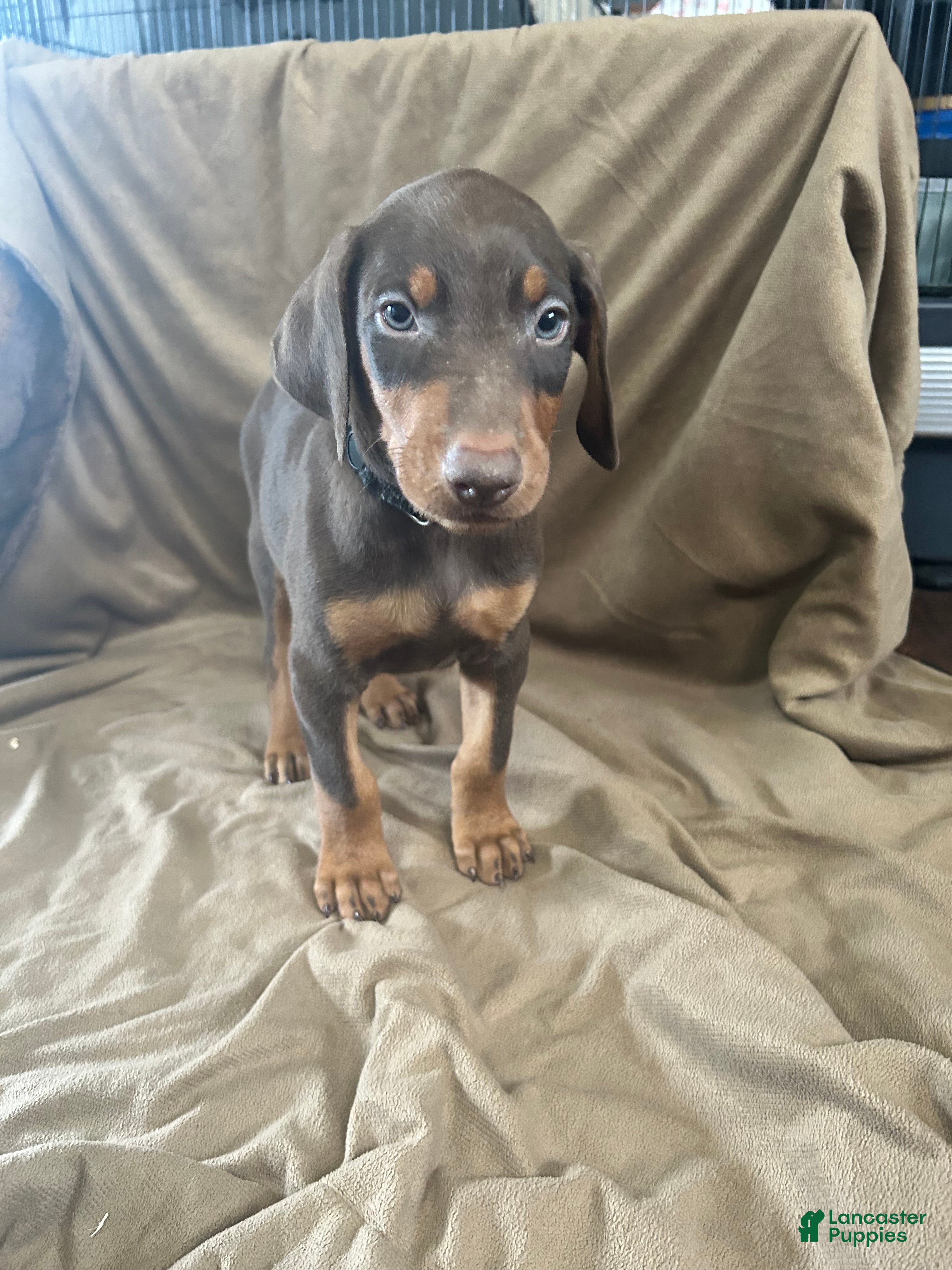Doberman Pinscher dogs Black Collar  - Ad 1