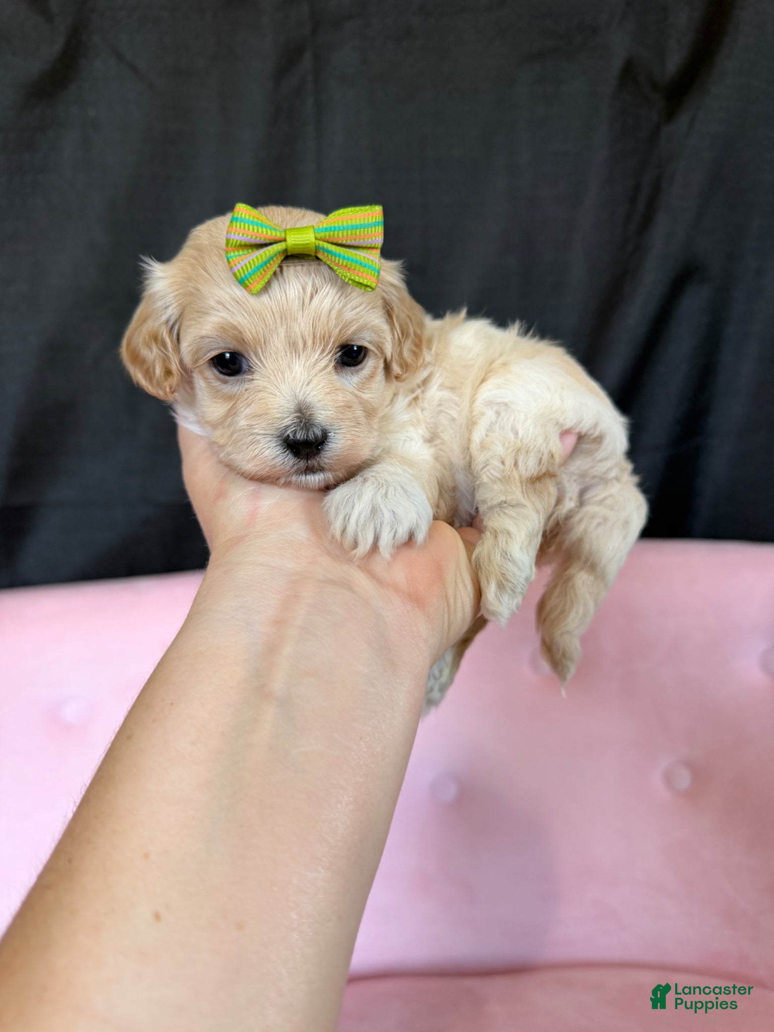 Maltipoo dogs for sale: Barbies Maltipoo Girl! Green Bow 💚 - Ad 2