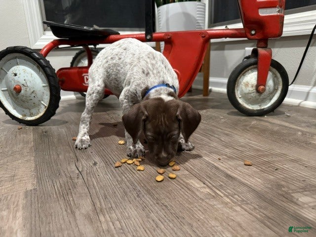 German Shorthaired Pointer dogs Josiah - Ad 1