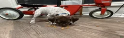 German Shorthaired Pointer dogs for sale: Josiah - Ad 1