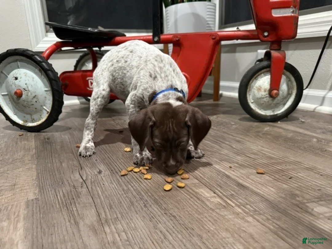 German Shorthaired Pointer dogs for sale: Josiah - Ad 1
