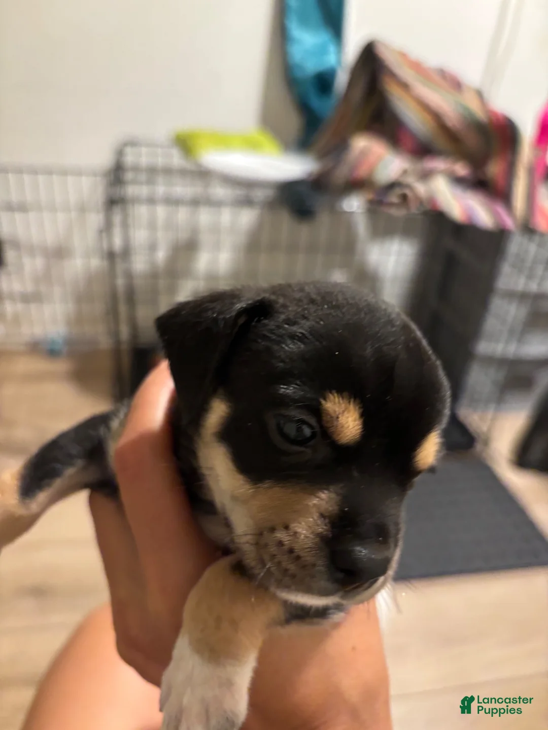 Mixed Breed dogs for sale: Mixed Breed 3 - Ad 2