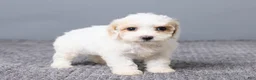 Bichpoo dogs for sale: Kiana - Ad 4