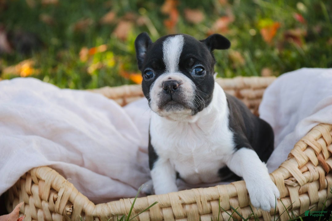Boston Terrier dogs for sale: Cathy Boston Terrier  - Ad 2