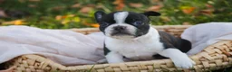 Boston Terrier dogs for sale: Cathy Boston Terrier  - Ad 2