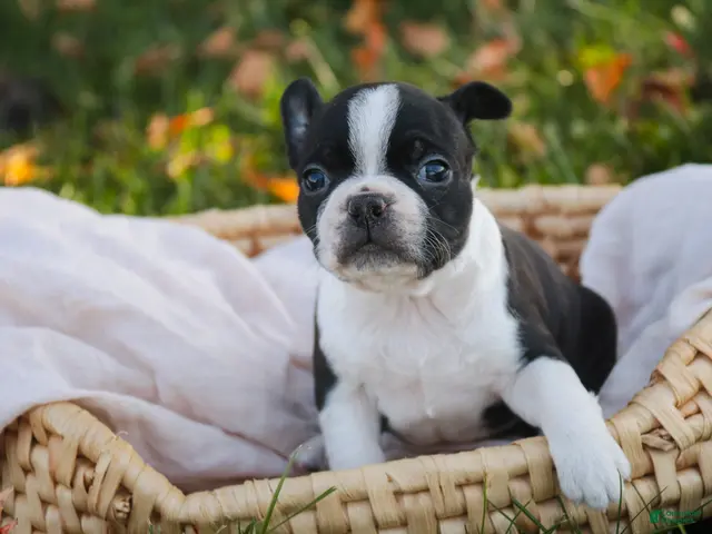 Boston Terrier dogs for sale: Cathy Boston Terrier - Ad 2