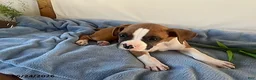 Boxer dogs for sale: Roger - Ad 3