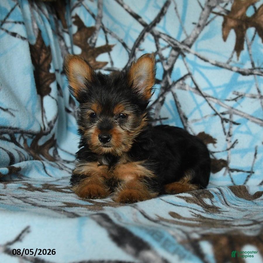 Yorkshire Terrier dogs Homer - Ad 2