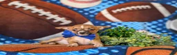 Chihuahua dogs for sale: Darrell - Ad 6