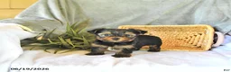 Yorkshire Terrier dogs for sale: Travis - Ad 1