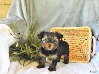 Yorkshire Terrier dogs for sale: Travis - Ad 3